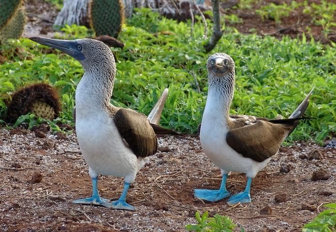 North Seymour, Galapagos, Ecuador